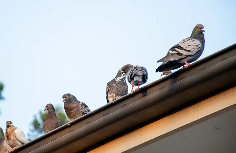 birds on roof 