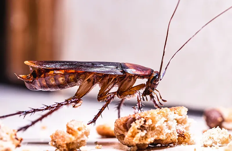 cockroach in a house