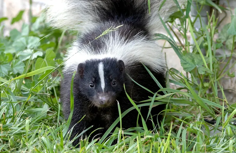 skunk in front of house