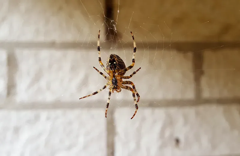 spider on a web in a home