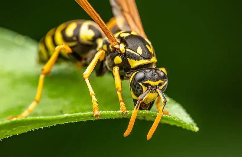 wasp on grass