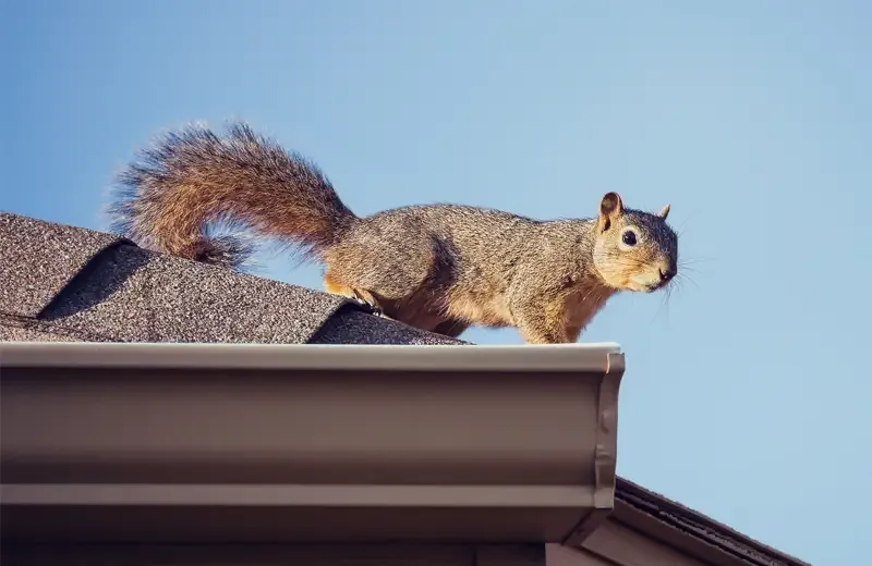 squirrel on a house roof