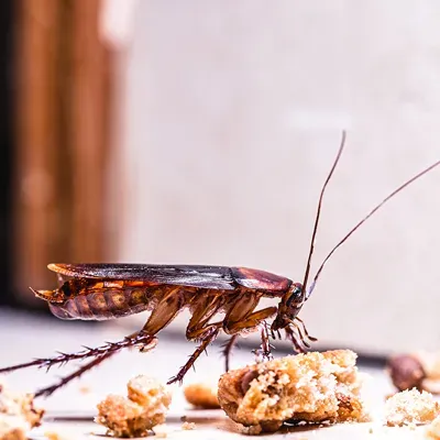 cockroach in a house