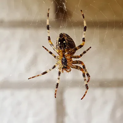 spider on a web in a home
