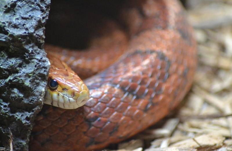 snake hiding behind rock