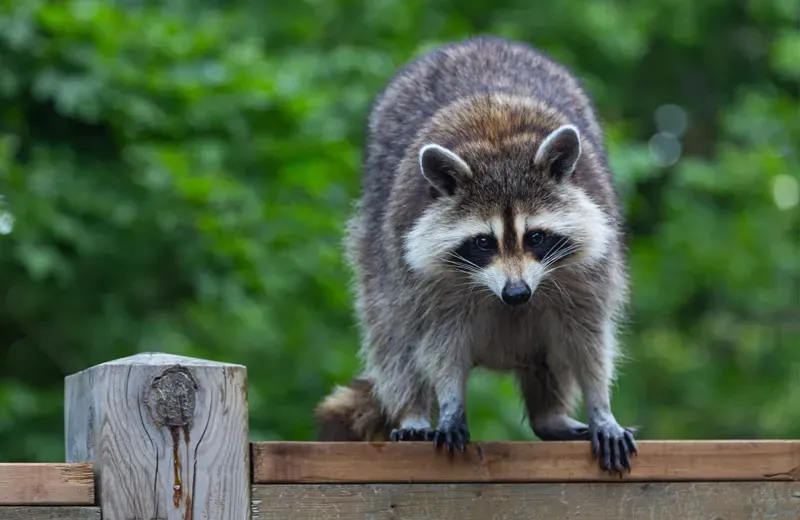raccoon on a fence