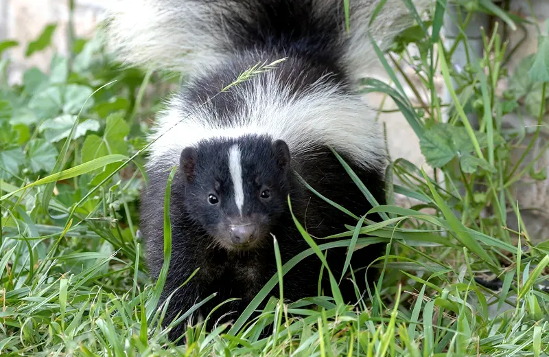 Skunk Removal in Antioch, CA | Wildlife Control