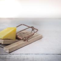 mouse trap with cheese