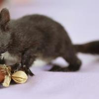 baby squirrel