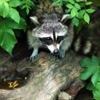 raccoon peaking out of a bush