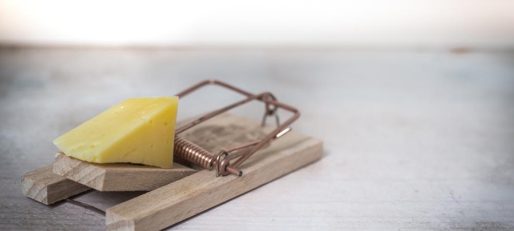 mouse trap with cheese