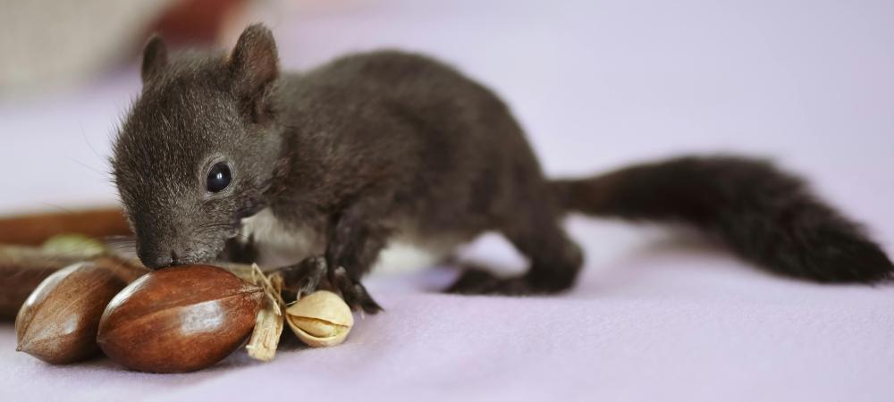 baby squirrel