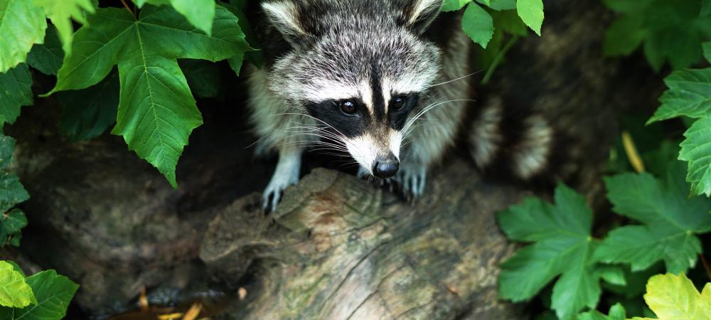 raccoon peaking out of a bush