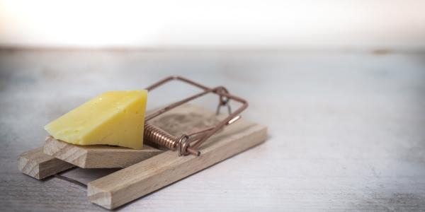 mouse trap with cheese